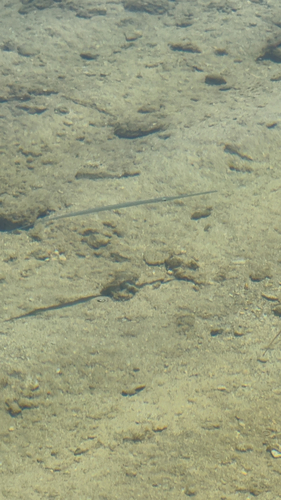 Fistularia commersonii