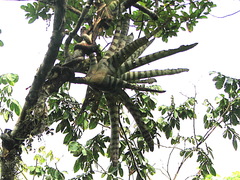 Aechmea zebrina