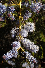 Ceanothus pendletonensis