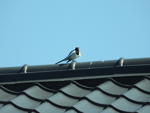 Japanese Wagtail