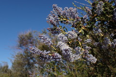 Ceanothus pendletonensis