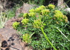 Cymopterus panamintensis