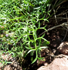 Cymopterus panamintensis