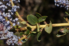 Ceanothus pendletonensis