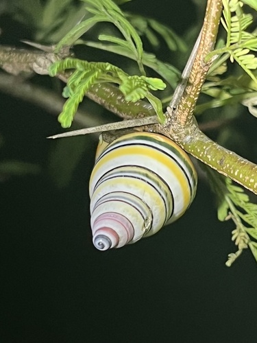 Liguus virgineus observed 2026-05-05