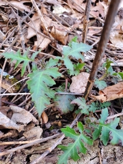 Phacelia bipinnatifida