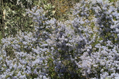 Ceanothus pendletonensis