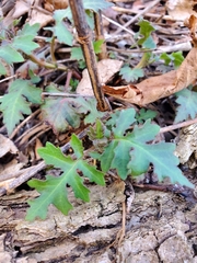 Phacelia bipinnatifida