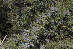 Ceanothus pendletonensis