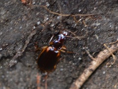 Cymindis limbata