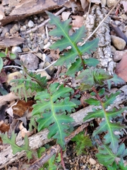 Phacelia bipinnatifida