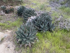 Agave shawii shawii
