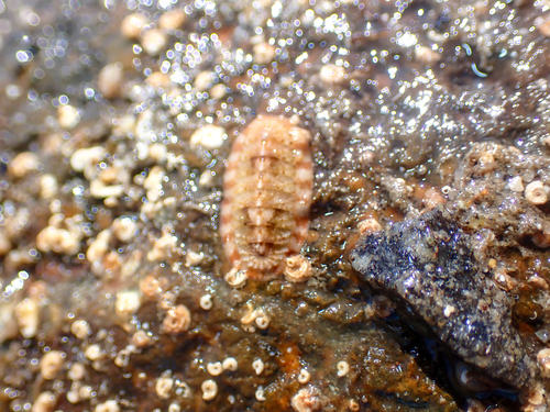 Callistochiton decoratus, 2026-04-15