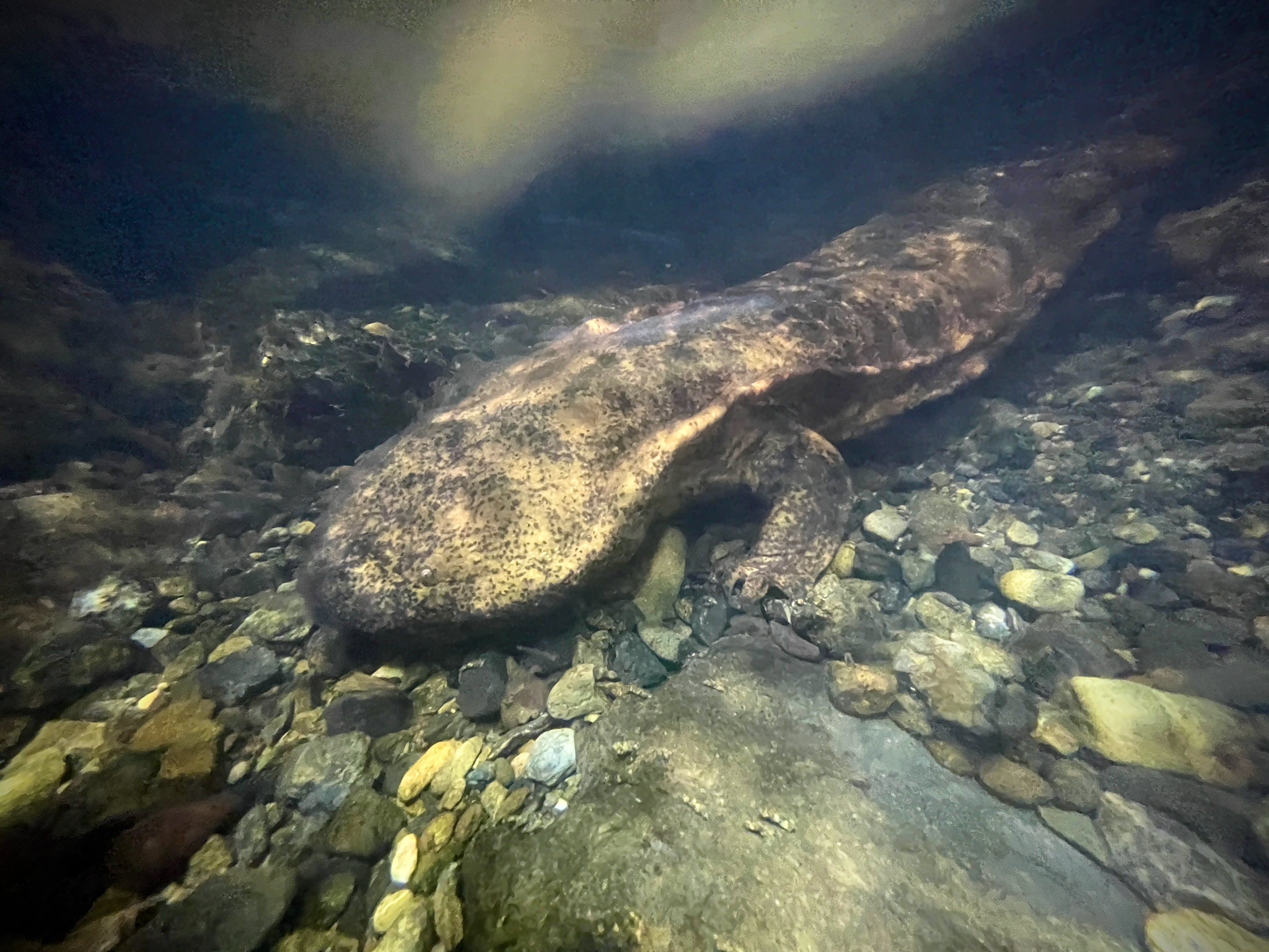 Andrias japonicus (Temminck, 1836)