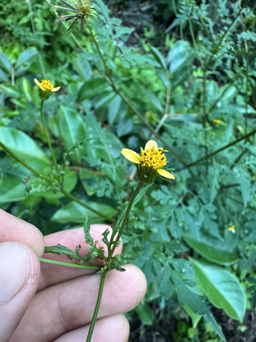 Bidens cynapiifolia observed 2026-04-04