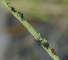 Uroleucon sonchi