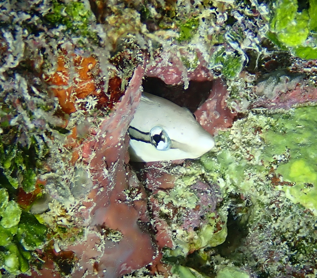 Mimic blenny