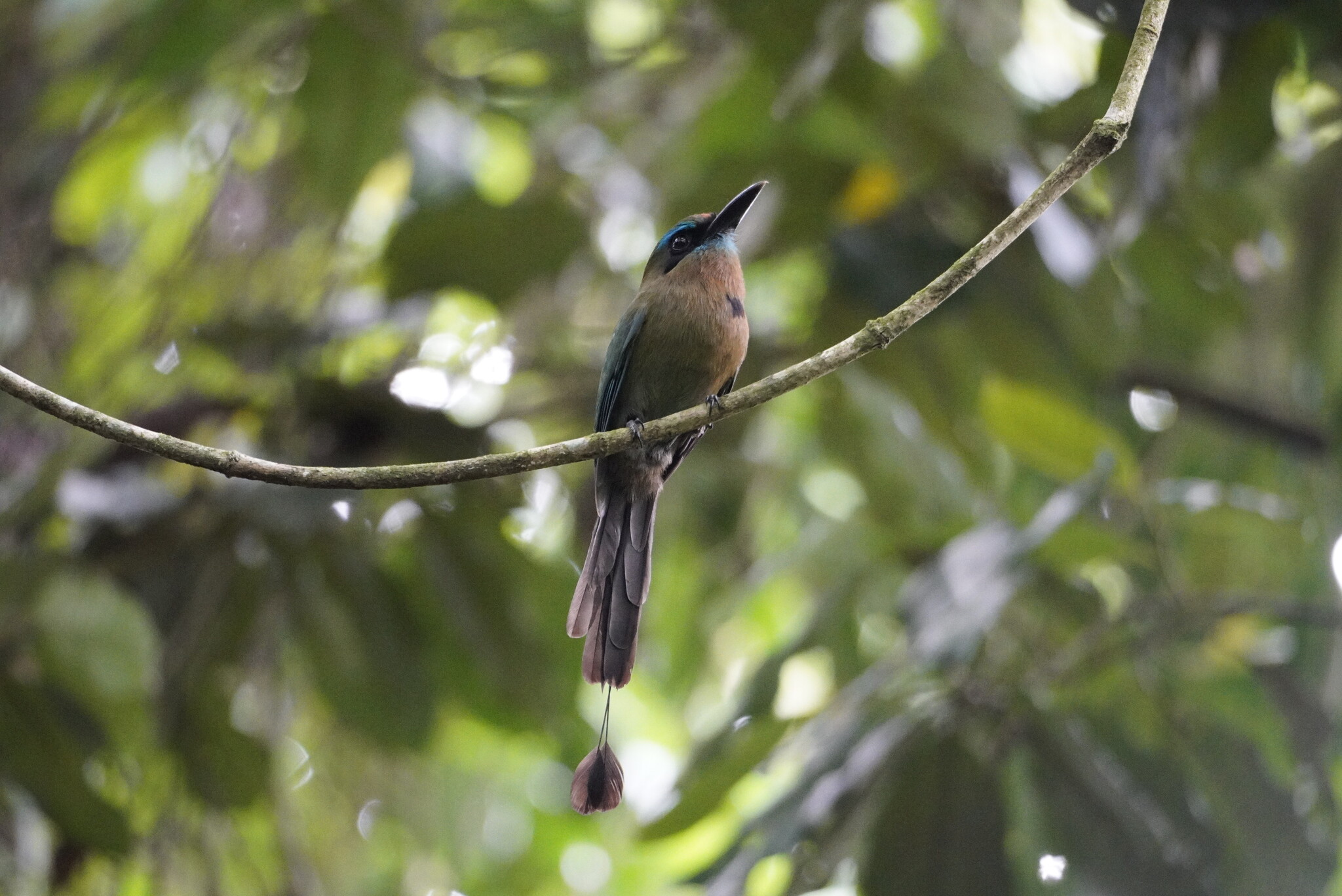 Keel-billed Motmot (Electron carinatum), photo 2