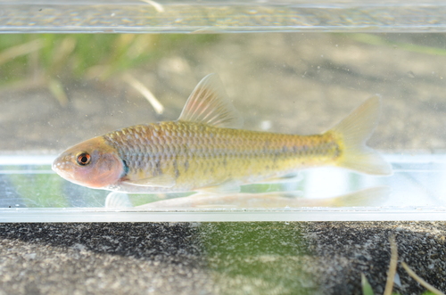 Oily gudgeon (Sarcocheilichthys variegatus) — Cyprinidae — 4