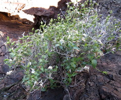 Brickellia atractyloides