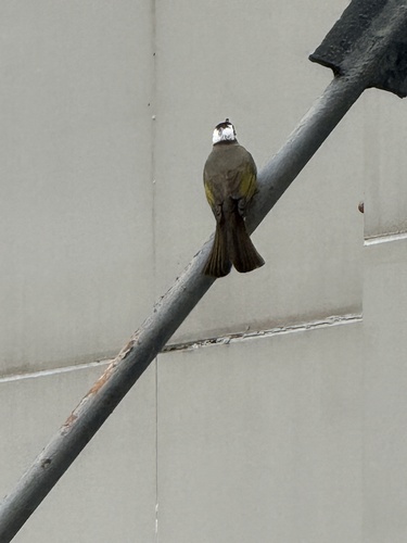 Light-vented Bulbul