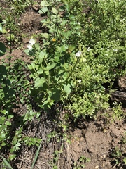 Phacelia viscida albiflora