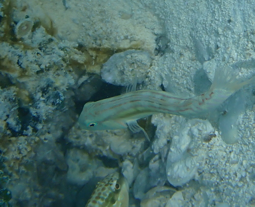 Cymolutes praetextatus observed 2026-05-04