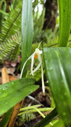 Maxillaria splendens, photograph 1