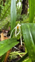 Maxillaria splendens