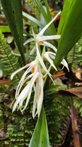 Maxillaria splendens, photograph 2
