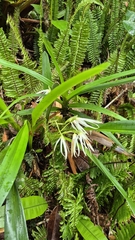 Maxillaria splendens, photograph (c) Frank Dietze, some rights reserved (CC BY)