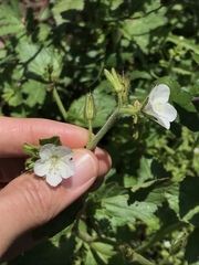 Phacelia viscida albiflora
