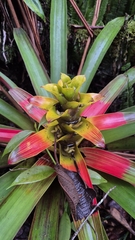 Guzmania squarrosa, photograph (c) Frank Dietze, some rights reserved (CC BY)