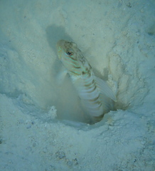 Multi-Barred Shrimpgoby photo 3