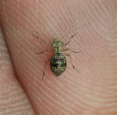 Mesopsocus