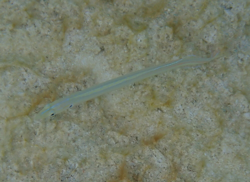 Gunnellichthys observed 2026-05-04