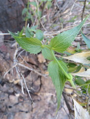 Brickellia atractyloides
