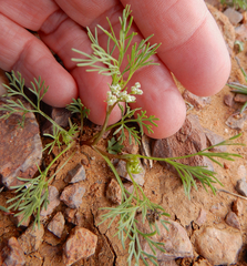 Spermolepis lateriflora