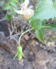 Brickellia atractyloides
