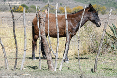 Equus asinus × caballus