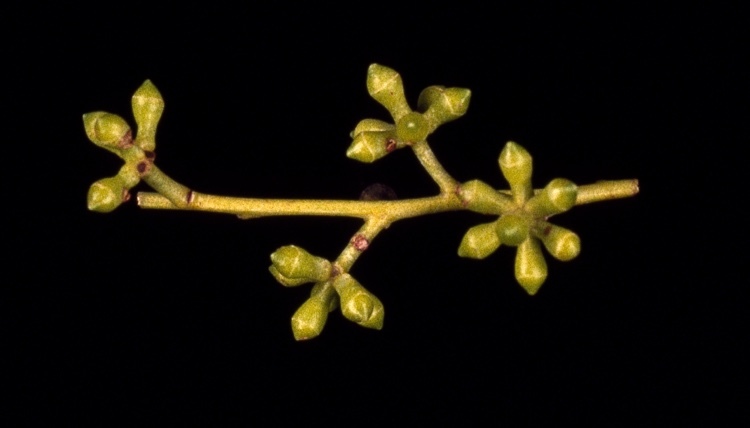 Eucalyptus macarthurii