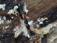 Nudobius cephalus
