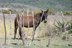 Equus asinus × caballus