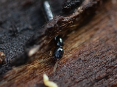 Nudobius cephalus