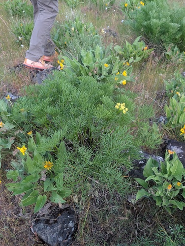 Lomatium suksdorfii, photograph 5