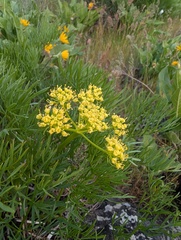 Lomatium suksdorfii, photograph author not stated, no rights reserved