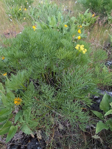 Lomatium suksdorfii, photograph 4