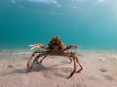 Leptomithrax gaimardii