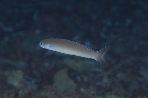 Hoplolatilus cuniculus observed 2026-05-02