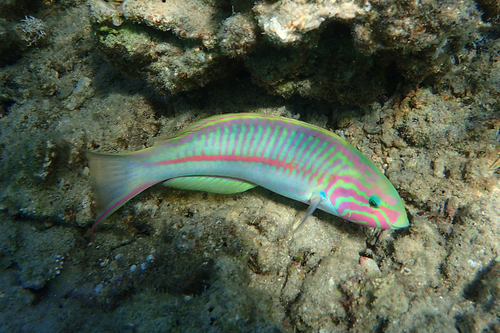Thalassoma rueppellii